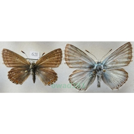 Polyommatus coridon (Poda, 1761) pair Modraszek korydon Czech62l